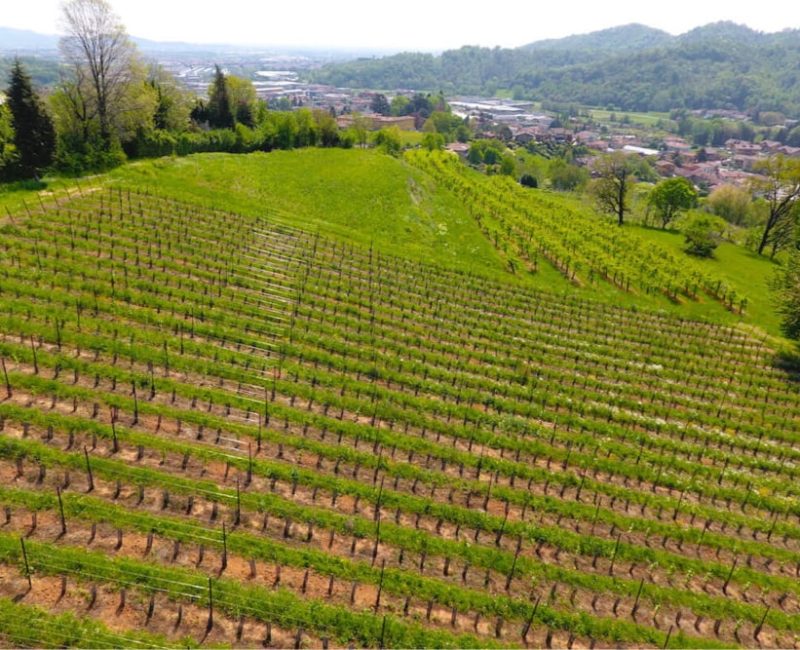 riempitivo-1-vigneti