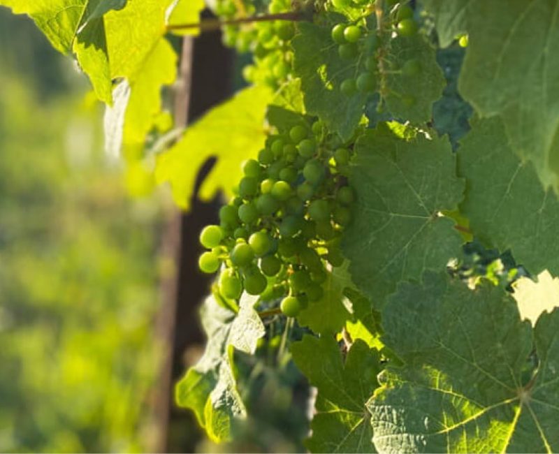 riempitivo-2-vigneti