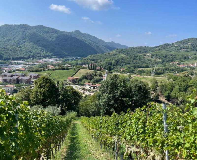 riempitivo-3-vigneti